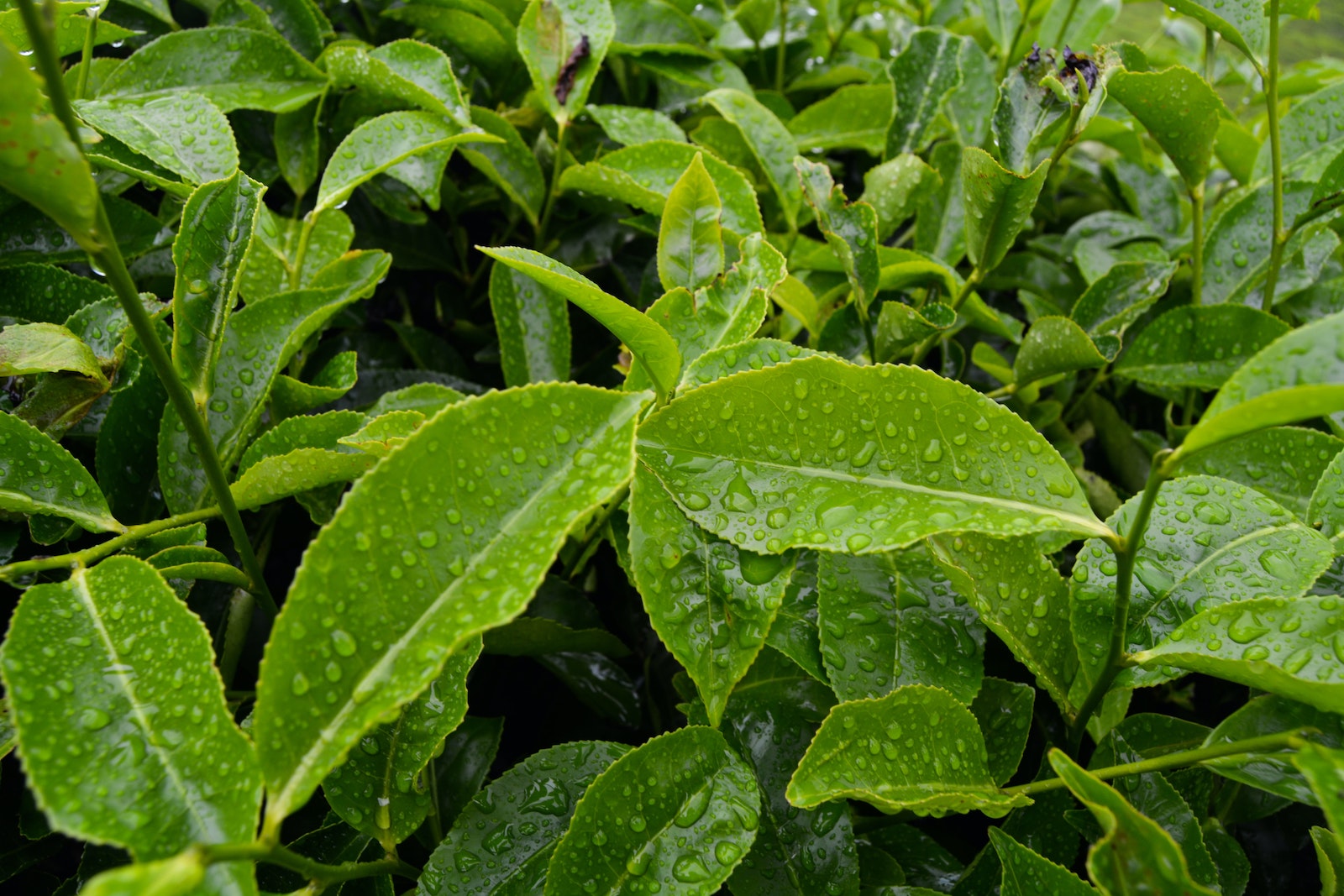 Tea Tree (Melaleuca Alternifolia)